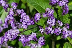 heliotrope